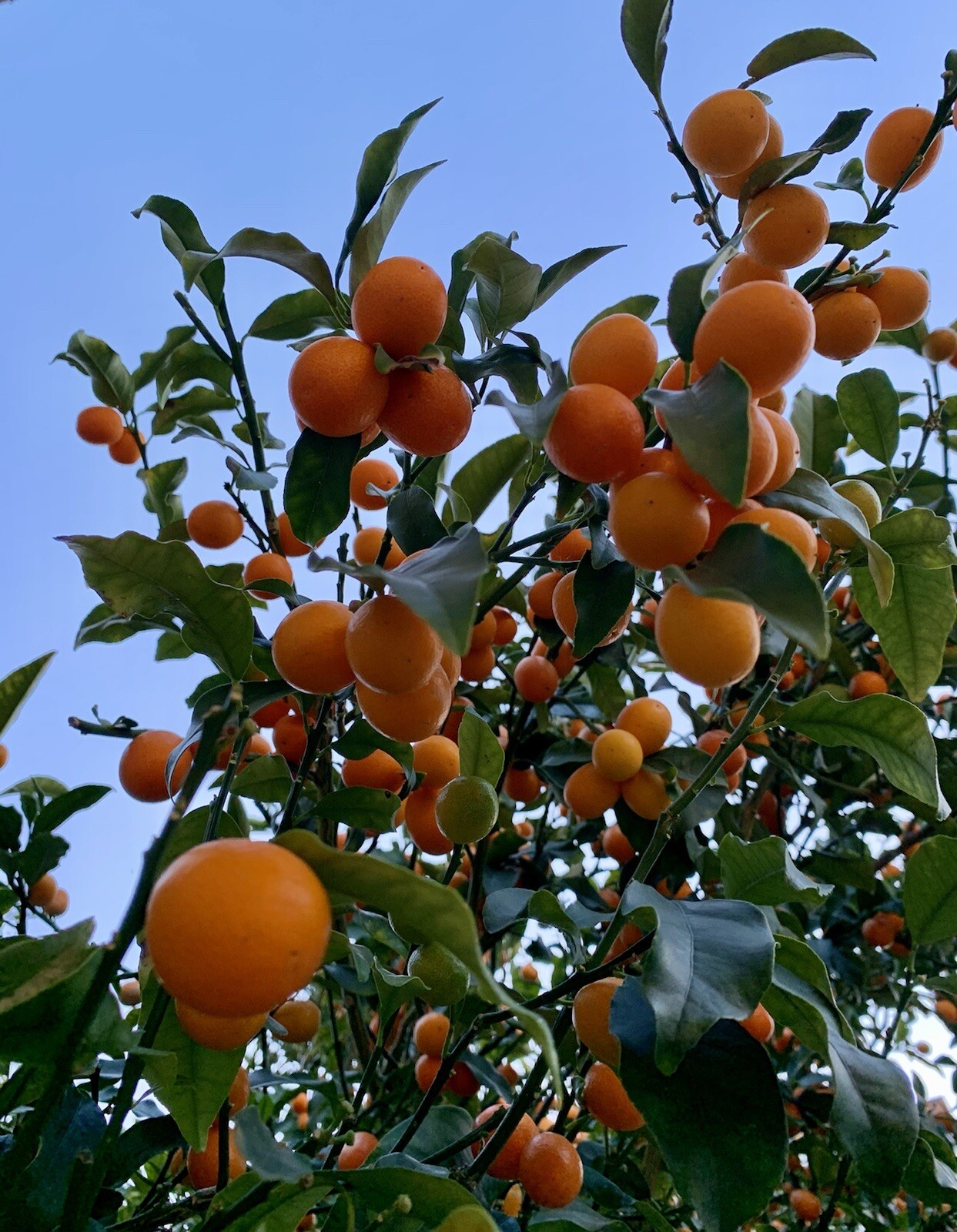 Nagami Kumquat – 15 Seeds 2023 – USA seller