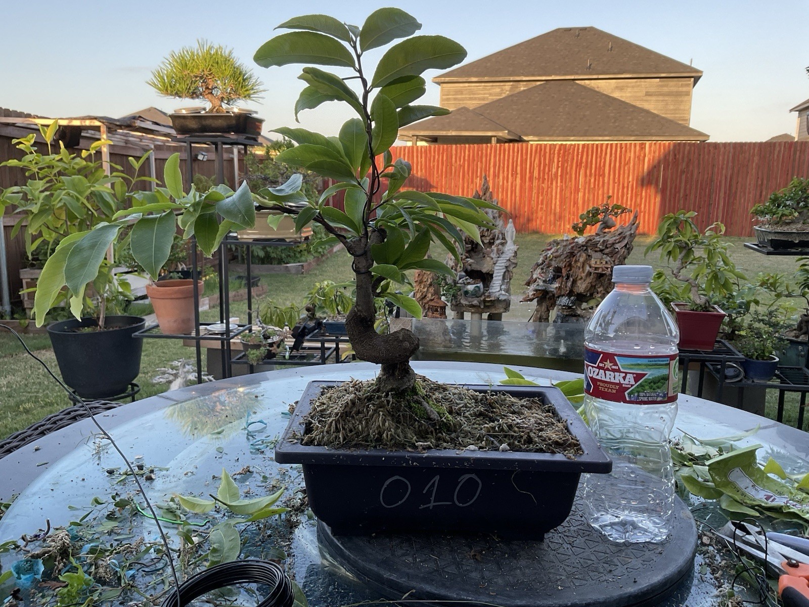 Live Yellow Apricot Tree , Ochoa Integerrima (Mai vang)