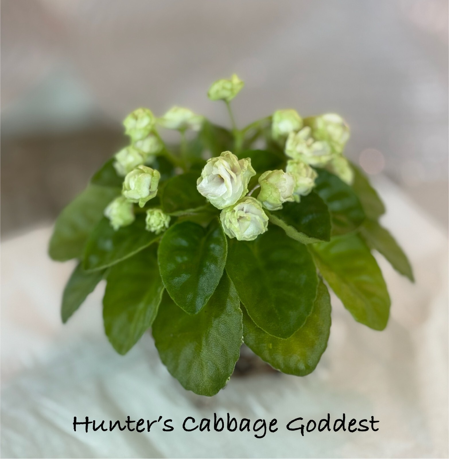 Assorted LEAVES of African Violet Mini/Semi/Standard/Trailers