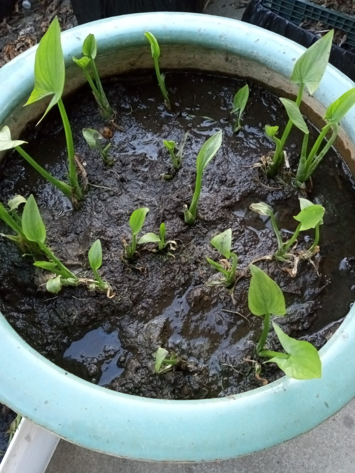 1 Edible Aquatic Broadleaf Arrowhead 茨菇 Sagittaria Latifolia Water Garden Plant