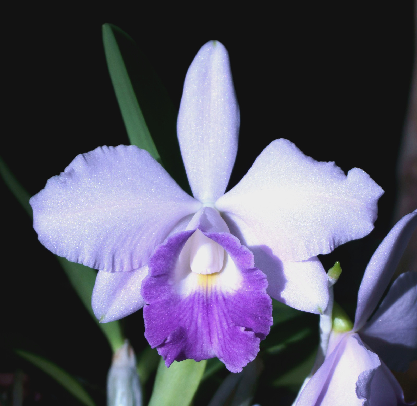 BLOOMING Orchid plant: Lc. Hina Murasakino ‘457’, HO select