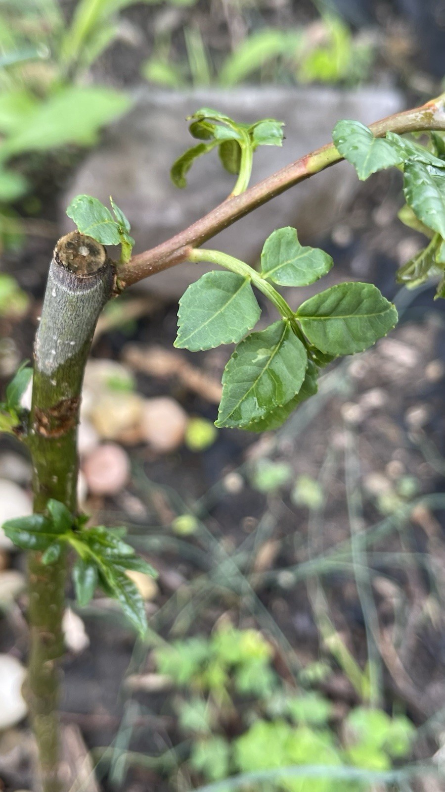 Chinese Pepper tree “Zanthoxylum” 2-3 Years Old With Roots New Leaves 15”-20”H