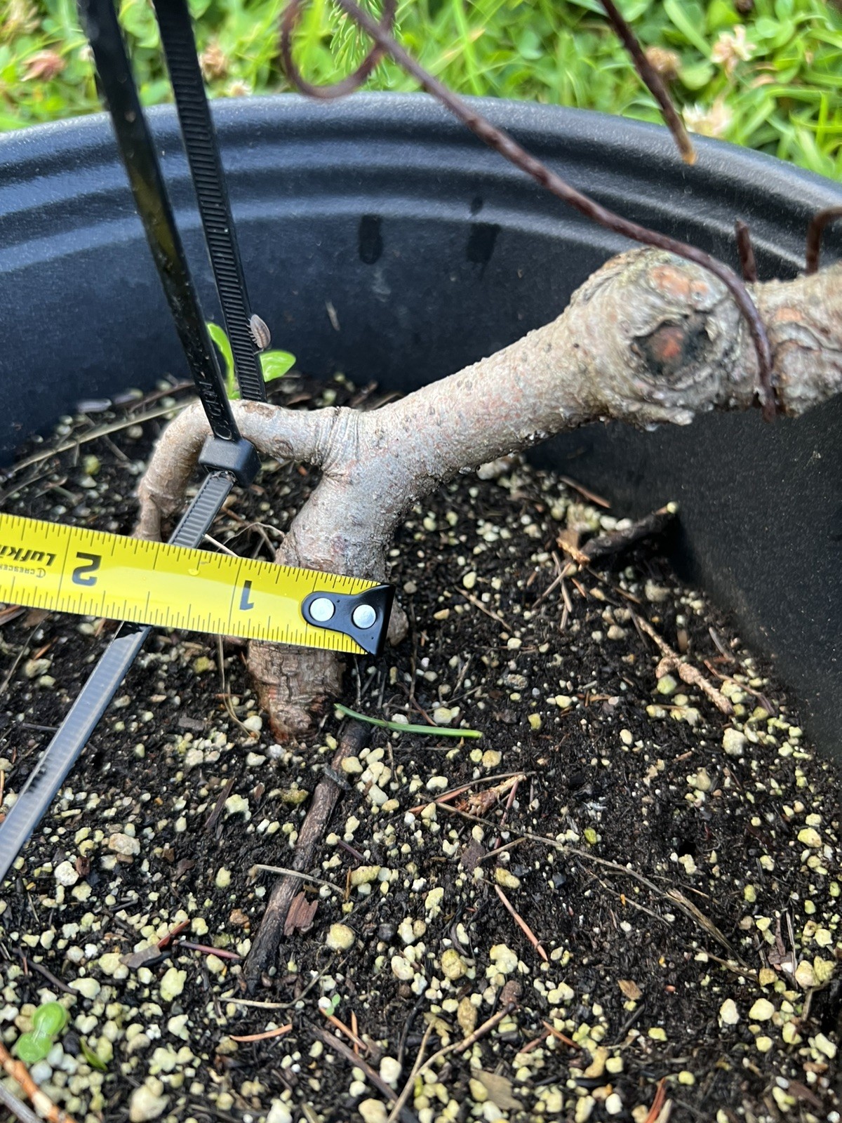 Exposed Root White Spruce 9” Pre Bonsai Material. About 6 Years Old
