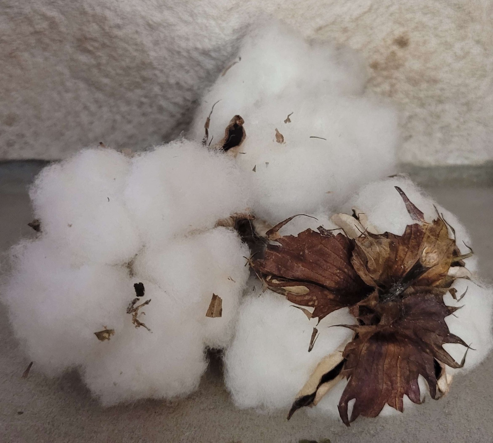 Cotton Seeds 30+