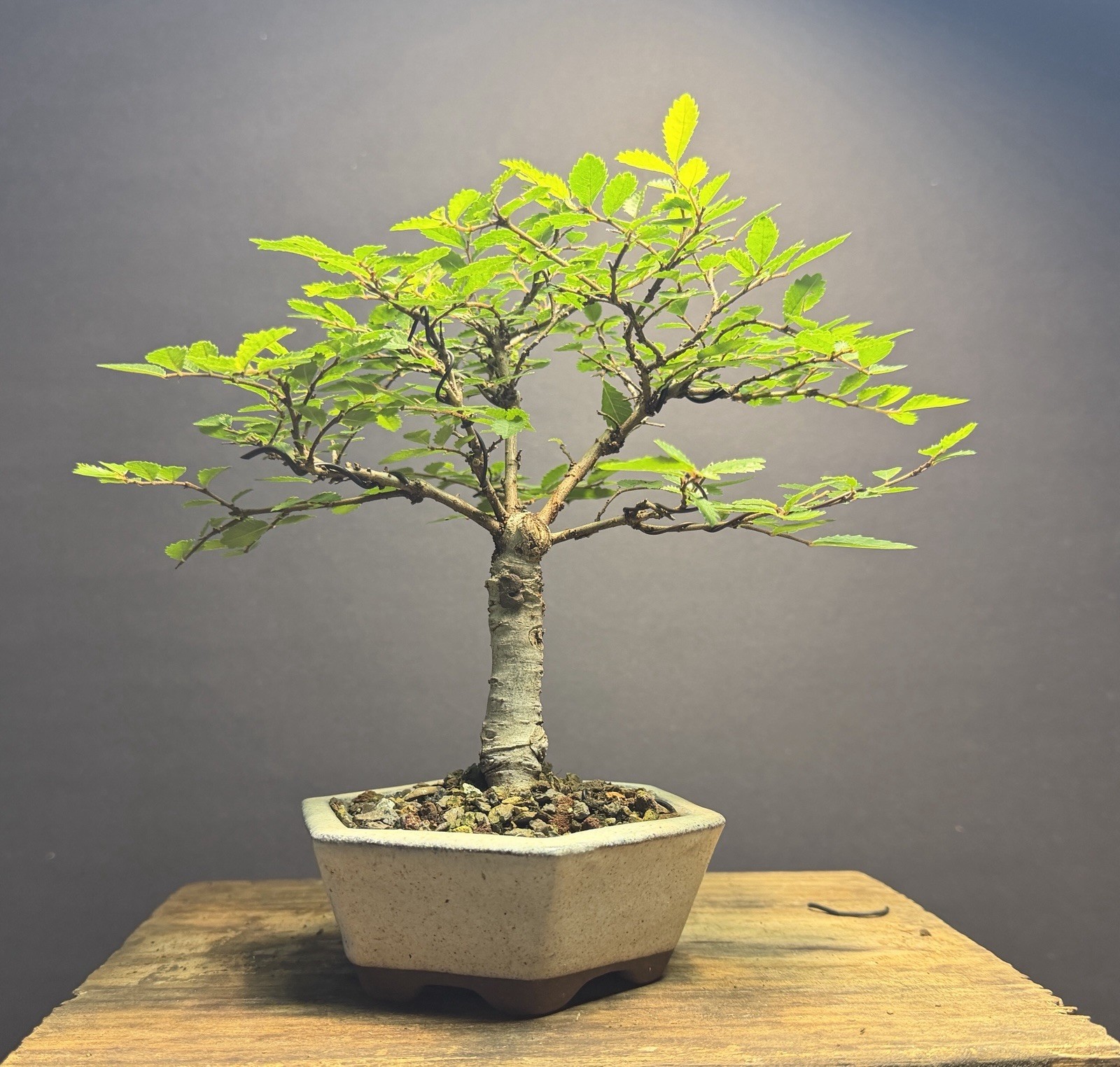 Bonsai Broom Style Mame Chinese Elm 8.5” tall Japanese Hexagon Glazed Pot