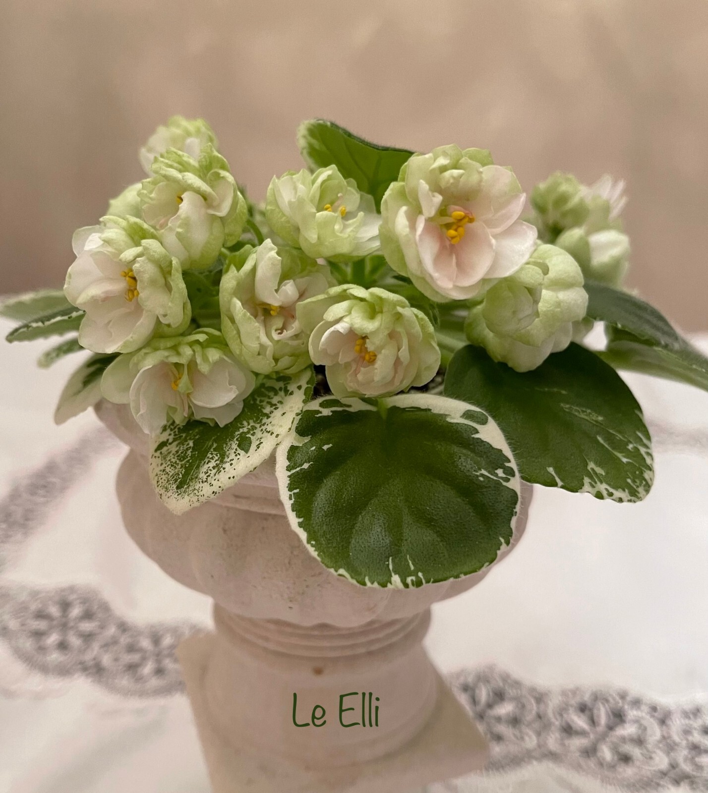 Assorted LEAVES of African Violet Mini/Semi/Standard/Trailers