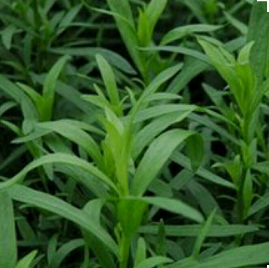 TARRAGON -300 Herb Seeds -Non GMO-Organic-Open Pollinated.