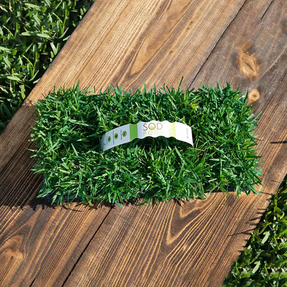 Zoysia Grass Sod Plugs (32-Count) Natural, Affordable Lawn Improvement