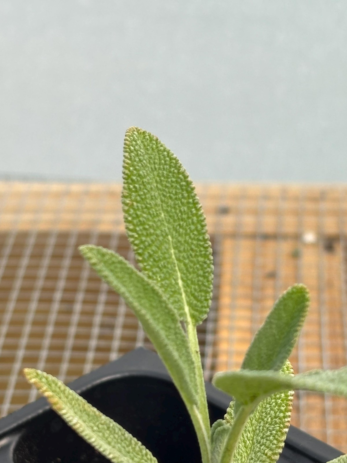Sage Live Plant – Seedlings/Plugs and Plants – 3″- 12″ tall – 30-60+ days old