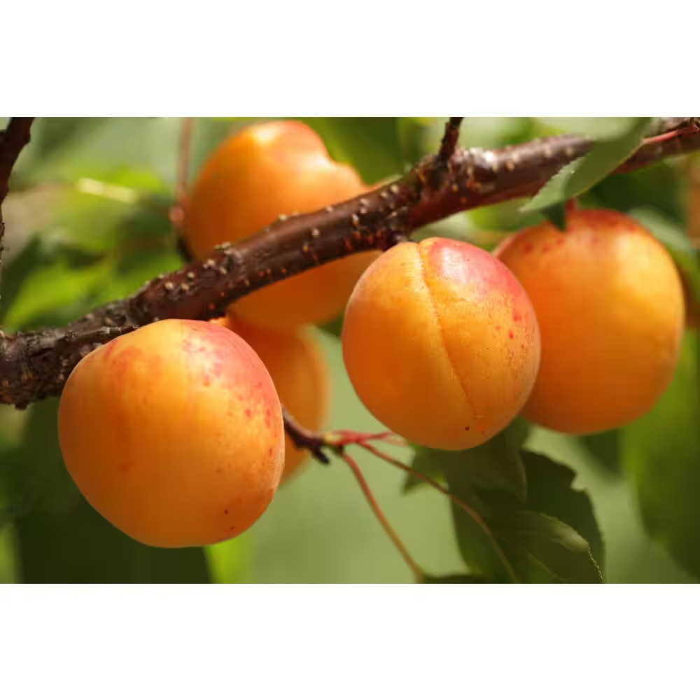 Chinese Mormon Apricot Tree with Superb Sweet Fruit and Cold Tolerance