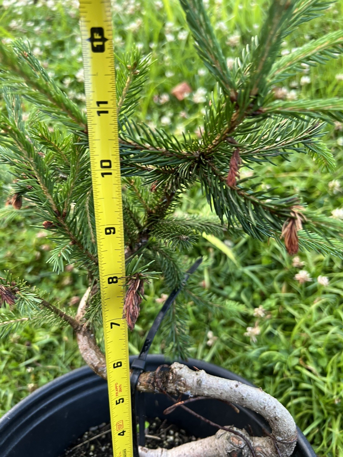 Exposed Root White Spruce 9” Pre Bonsai Material. About 6 Years Old