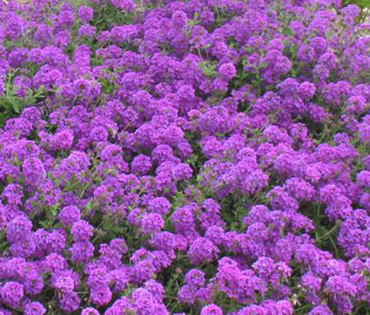 ROCK CRESS PURPLE Aubrieta Deltoidea – 3,000 Bulk Seeds