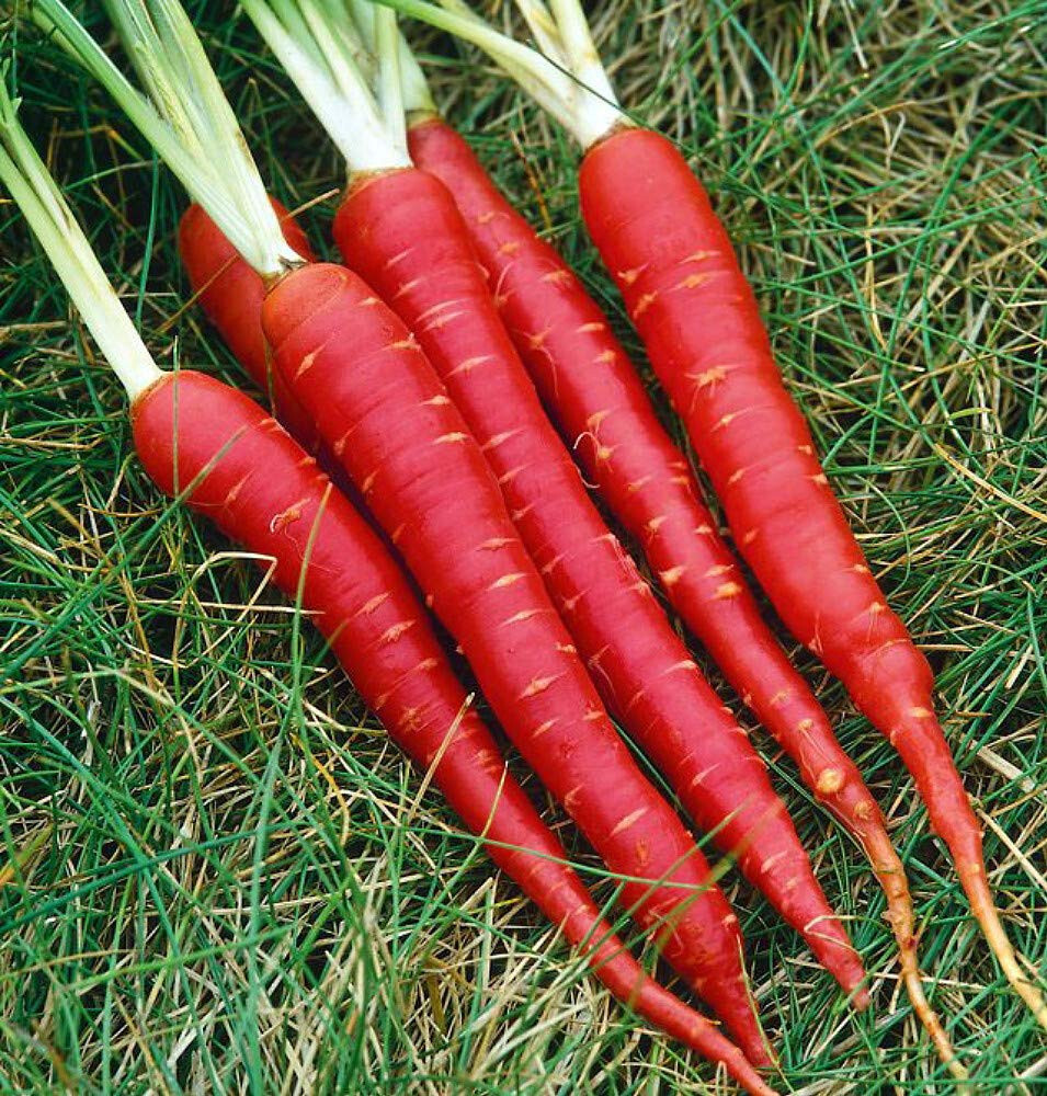 350 ATOMIC RED CARROT SEEDS NON-GMO FRESH FOR 2024 GARDENS US SELLER