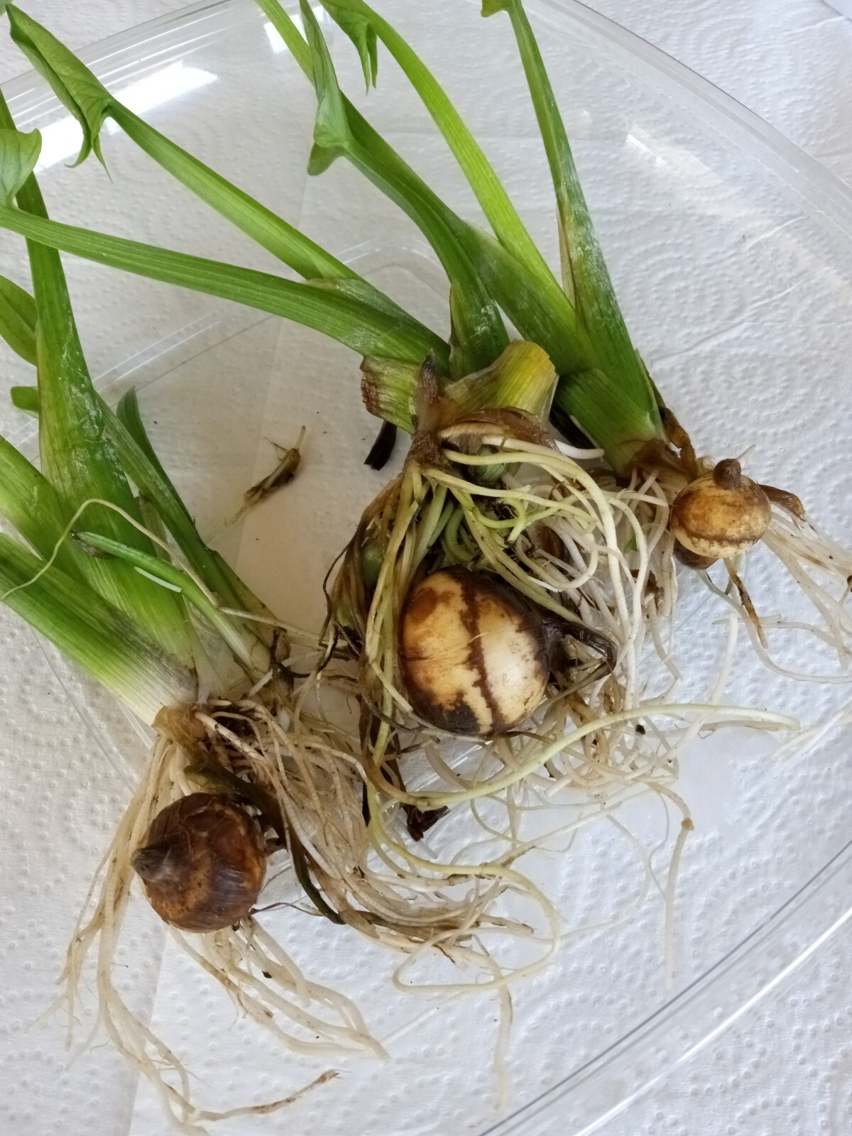 1 Edible Aquatic Broadleaf Arrowhead 茨菇 Sagittaria Latifolia Water Garden Plant