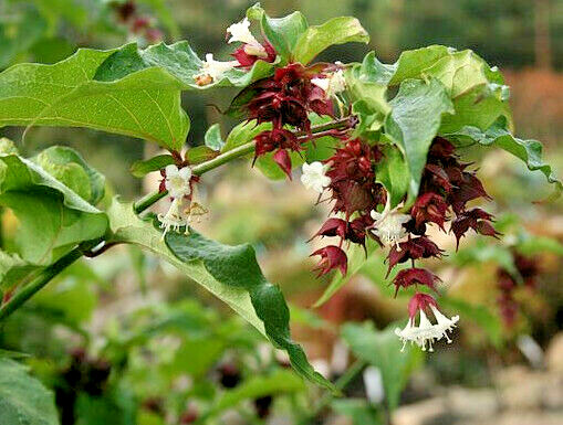 HIMALAYAN HONEYSUCKLE BUSH 200 SEEDS HARDY PERENNIAL mariesgreengarden