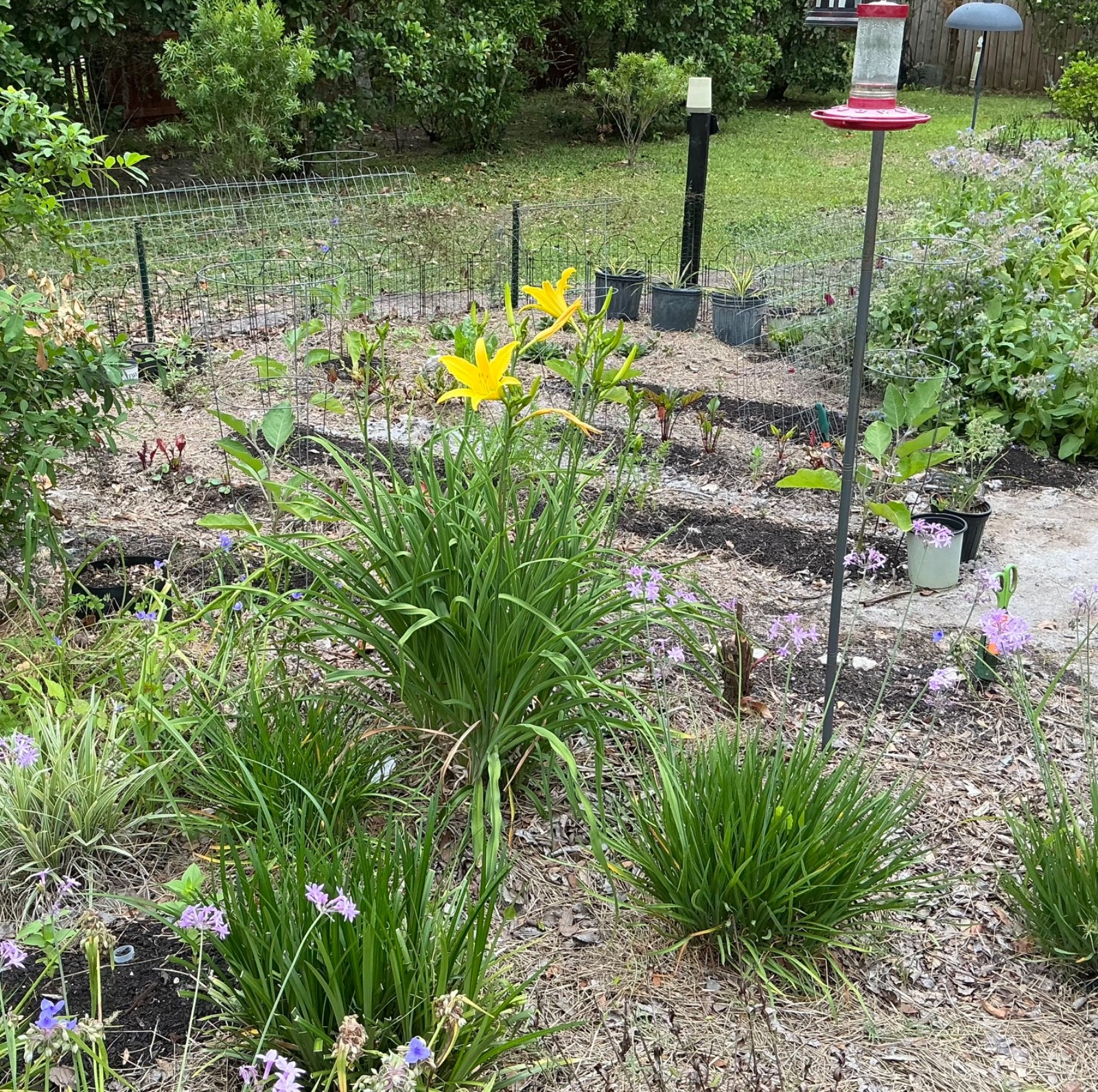 DAYLILIES – LARGE YELLOW FLOWERS APRIL-DECEMBER BLOOMS (3 “fans”)