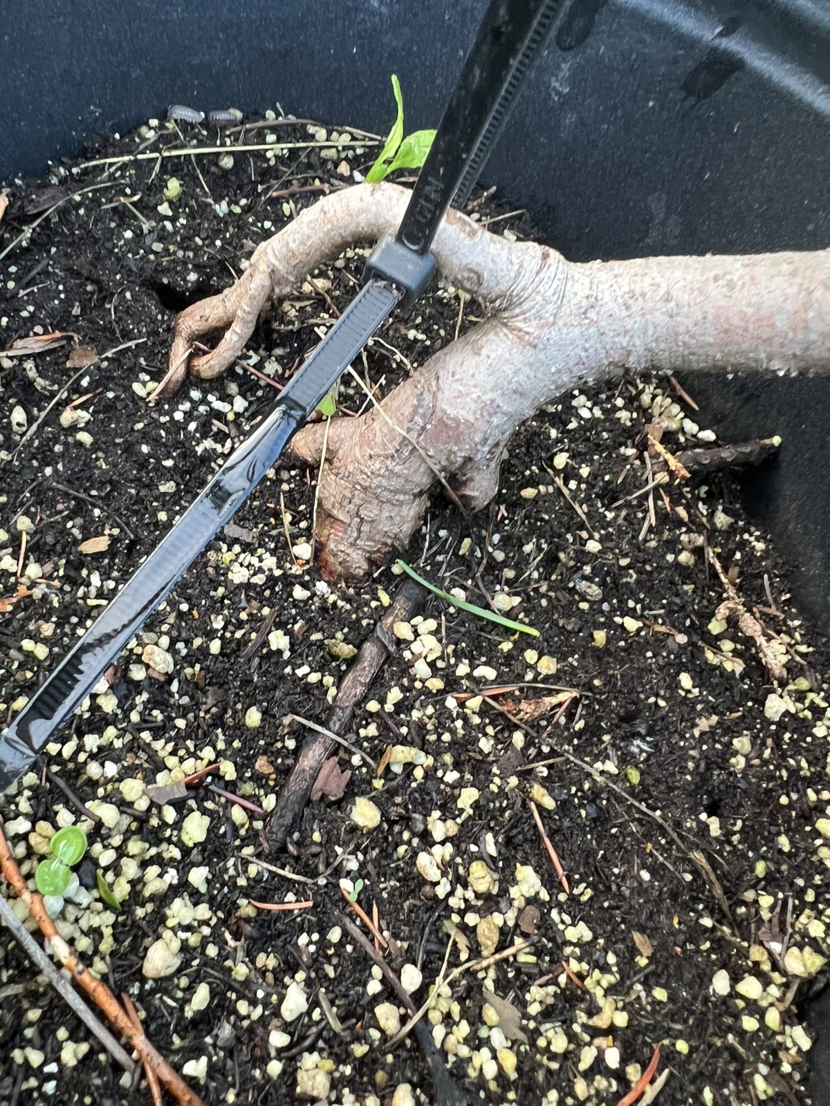 Exposed Root White Spruce 9” Pre Bonsai Material. About 6 Years Old