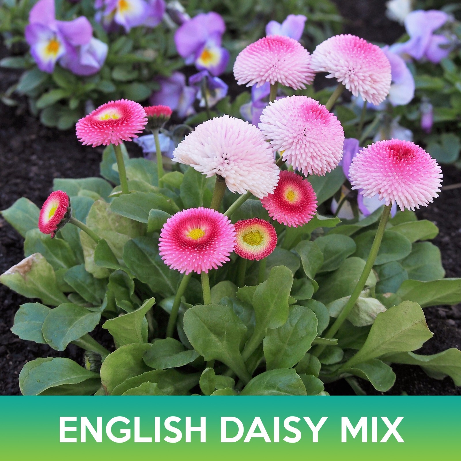 English Daisy Mix Seeds, Bellis Perennis Super Enorma