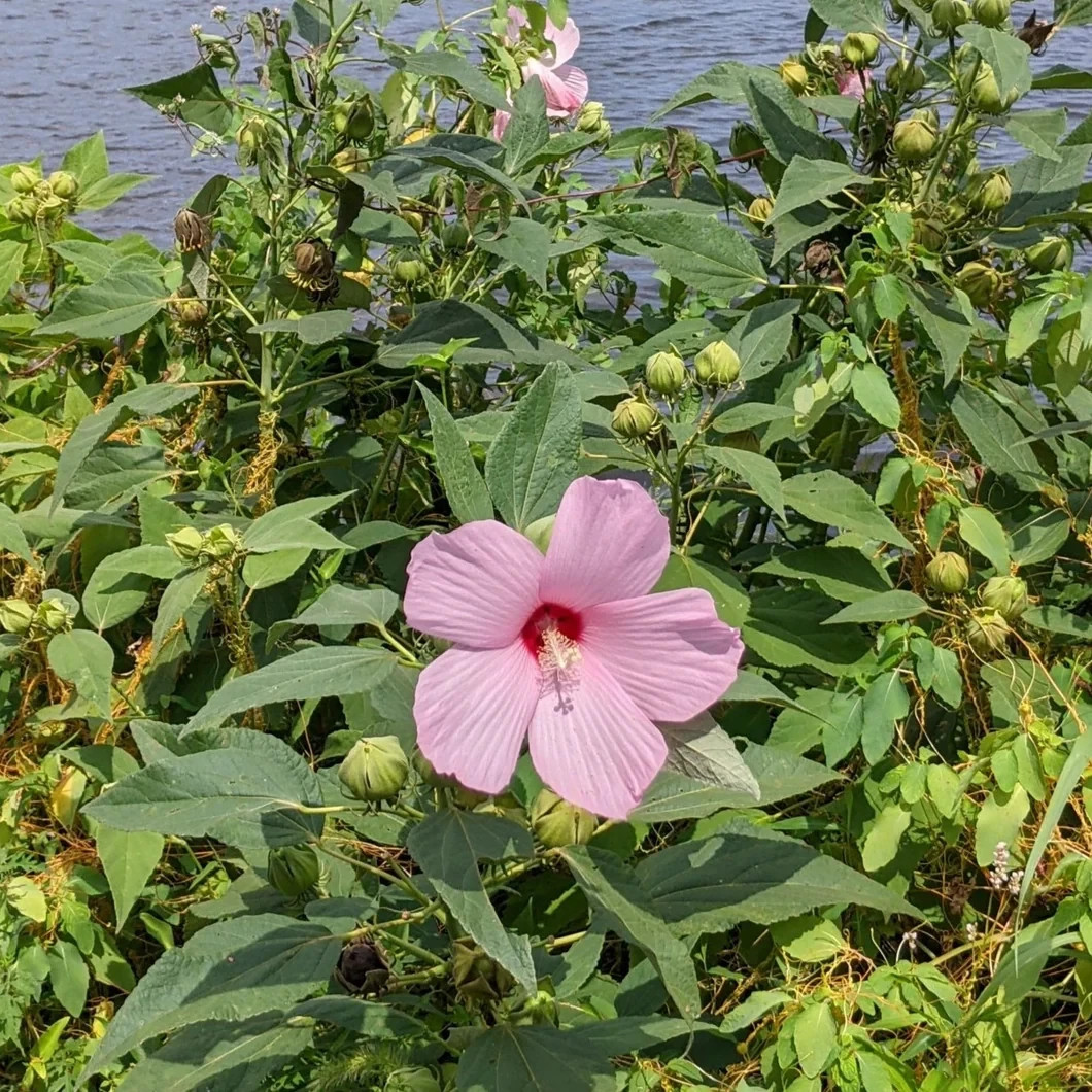 20 Pink Swamp Mallow Rose Seeds “LARGE FLOWER” Hardy Hibiscus Fast Garden Plant