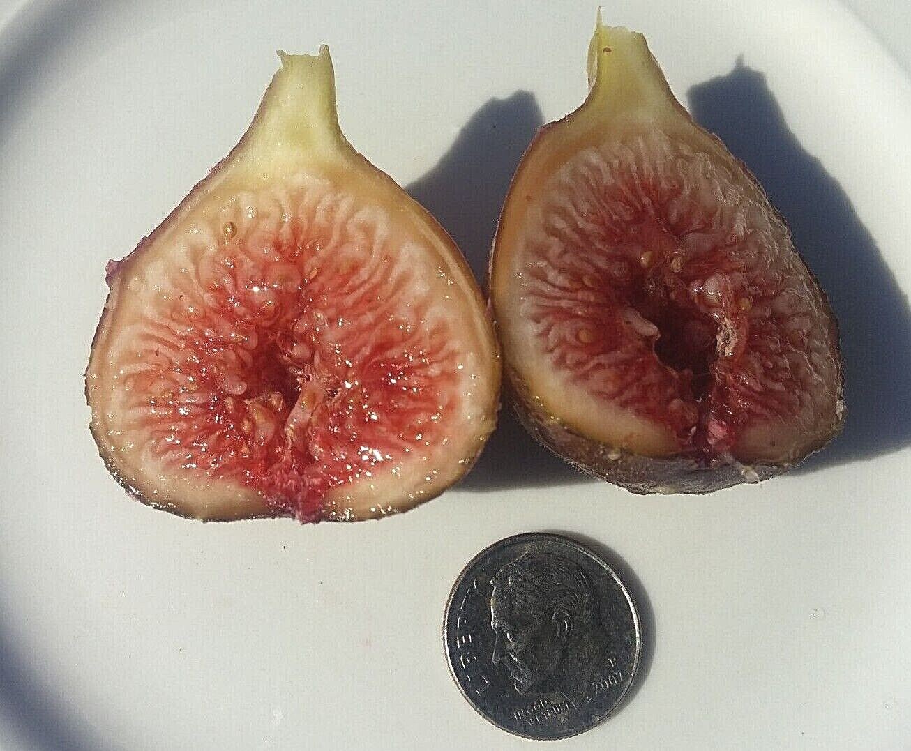 10 cuttings of Super-producer, Organic Celeste Honey Sugar fig tree cold hardy
