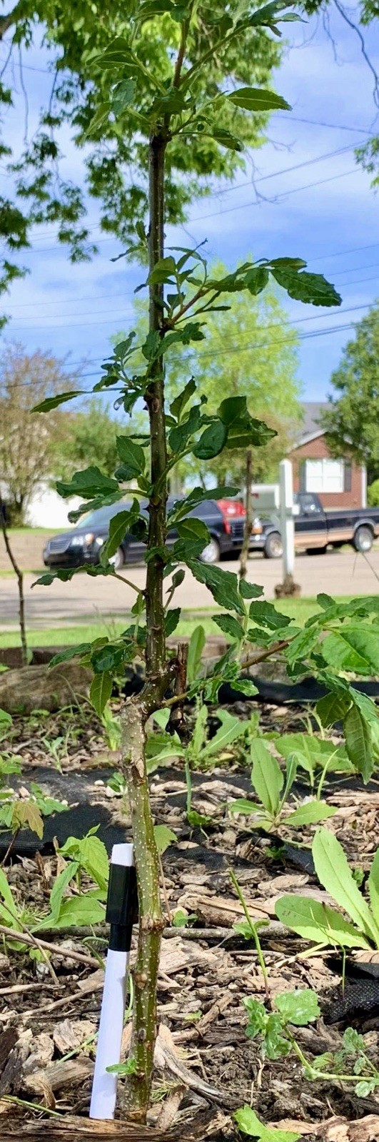 Chinese Pepper tree “Zanthoxylum” 2-3 Years Old With Roots New Leaves 15”-20”H
