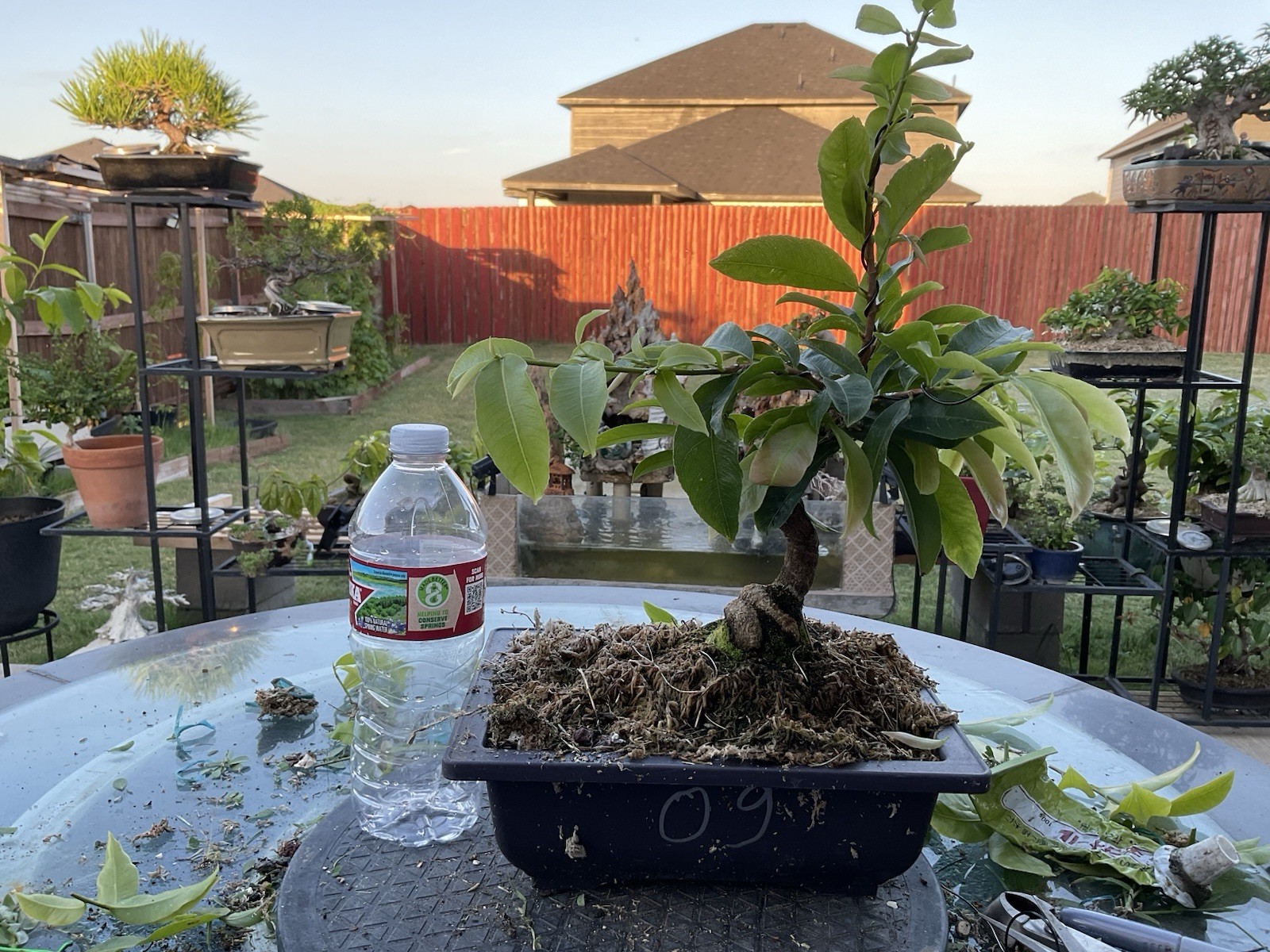 Live Yellow Apricot Tree , Ochoa Integerrima (Mai vang)