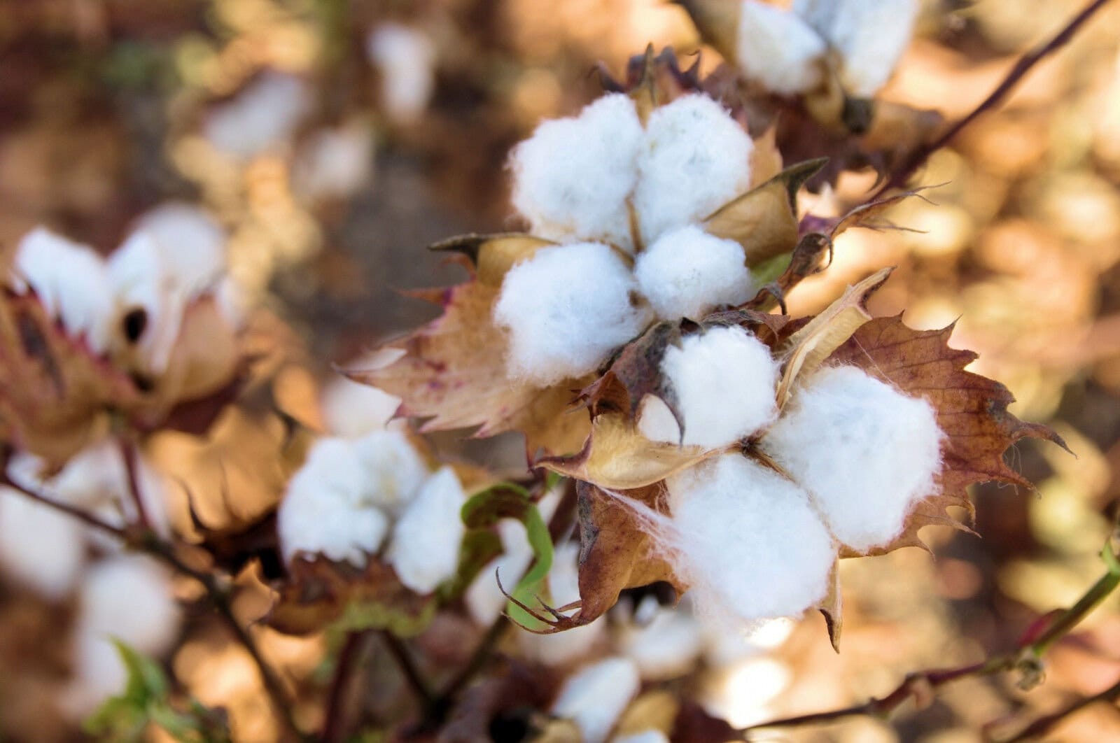 White Cotton Seeds Gossypium Non-GMO, with Tracking