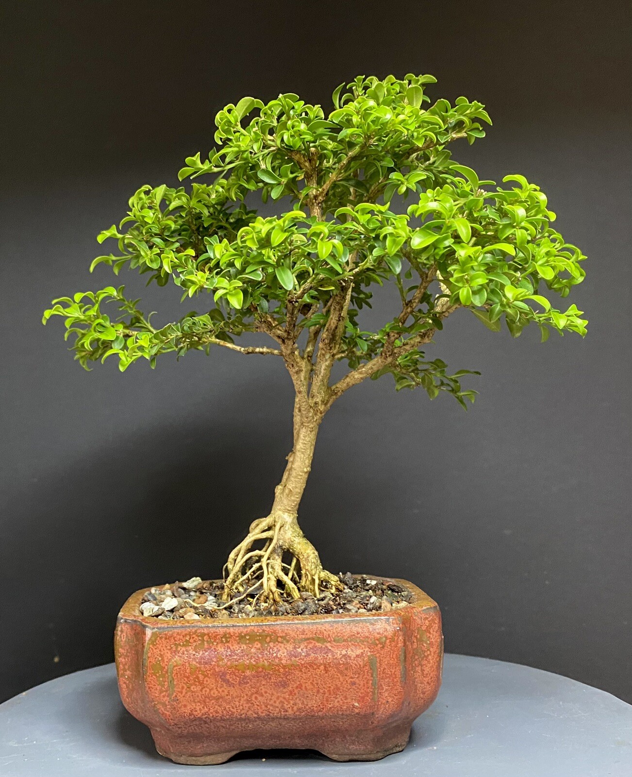 Bonsai Tree Kingsville Boxwood 12 Years Old 9” Tall Chinese Glazed Pot