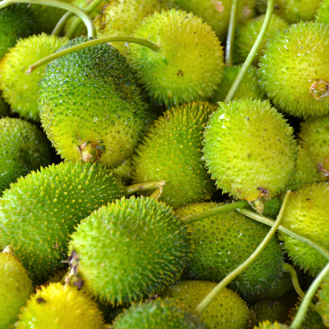 Fresh Kantola | 10 Seeds | Spiny Gourd | Kakrol | Heirloom Non-GMO | Asian Seeds
