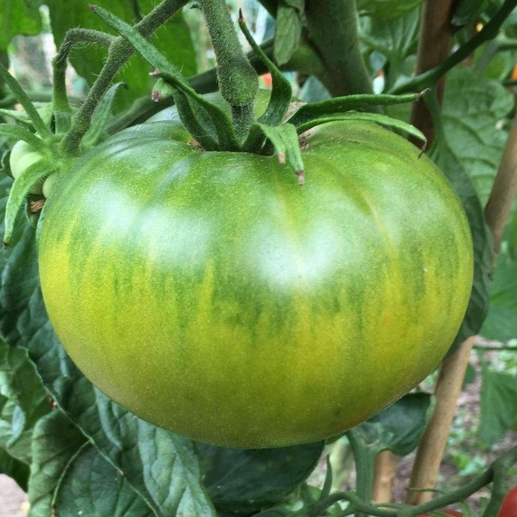 Aunt Ruby’s German Green Tomato Seeds, NON-GMO, Heirloom, FREE SHIPPING