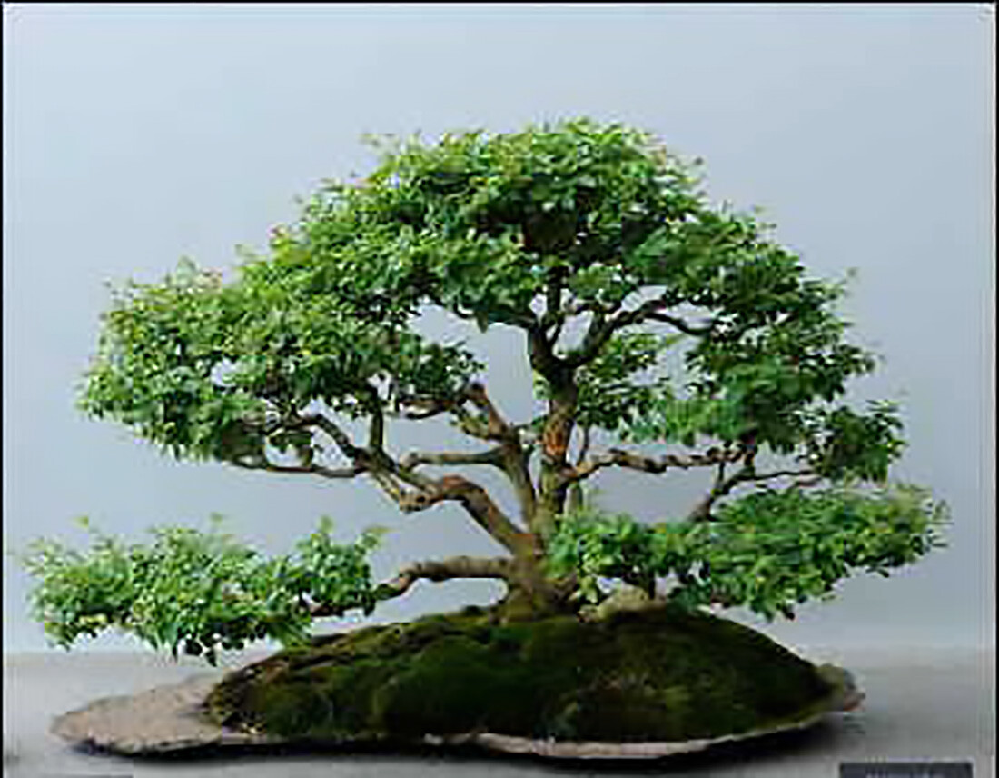 Privet Shrub, Ligustrum vulgare Seeds