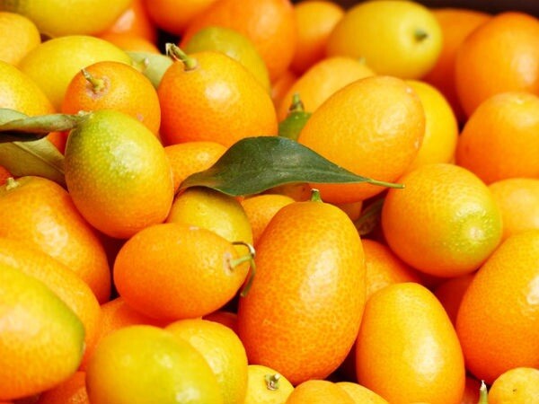 Nagami Kumquat – 15 Seeds 2023 – USA seller