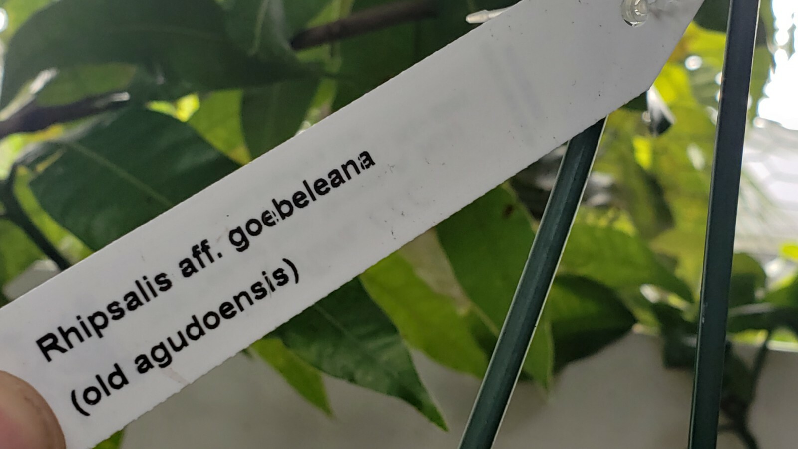 Rhipsalis aff. goebeleana-Orchid Cactus-HTF- 5 cuttings/4 inches-White Blooms