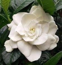 Gardenia Belmont | Gardenia jasminoides | 3 Gallon | Fragrant | Flowering Shrub