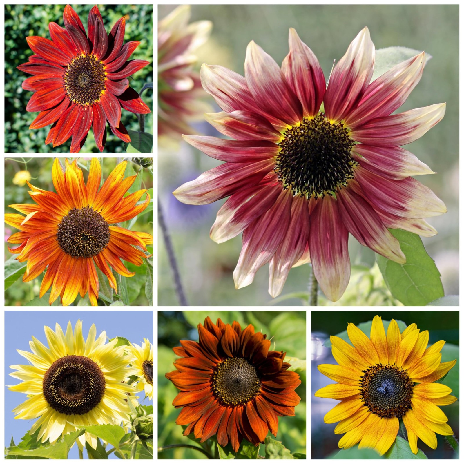 Seed Needs Sunflower Seeds to Plant Sunset Blend 1000 Medium Pack, Mixed