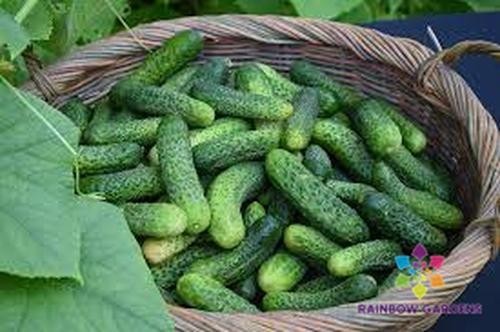 25+ Kirby Cucumber Seeds for Garden Planting – USA – FREE SHIPPING!