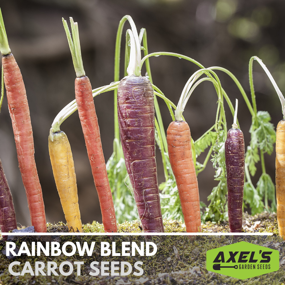 Heirloom Rainbow Carrot Seeds Vegetable Heirloom Non-GMO Seeds