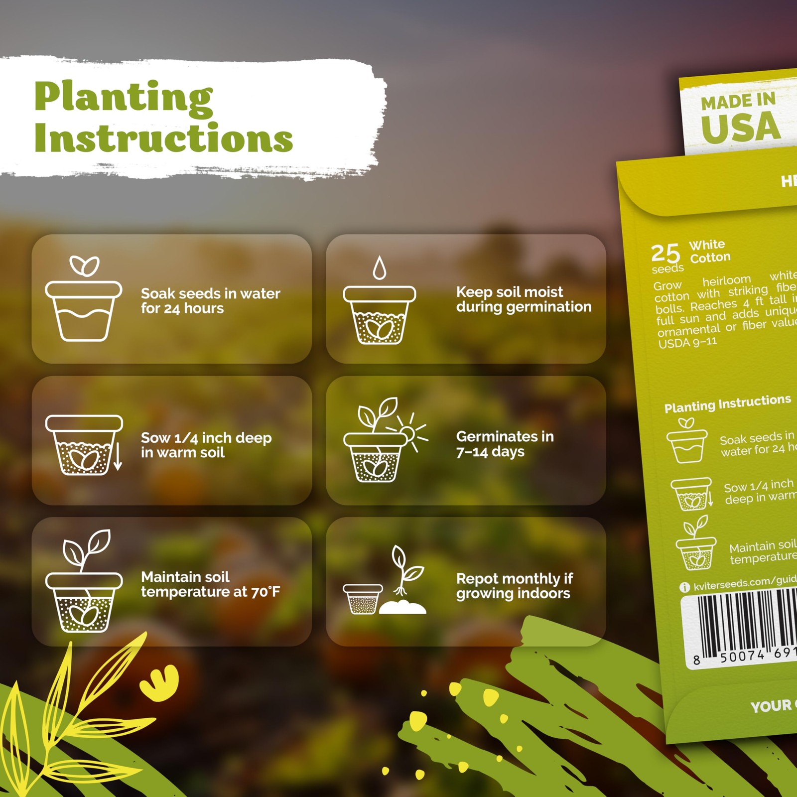 KVITER 25 White Cotton Seeds for Planting (Gossypium hirsutum) – Real