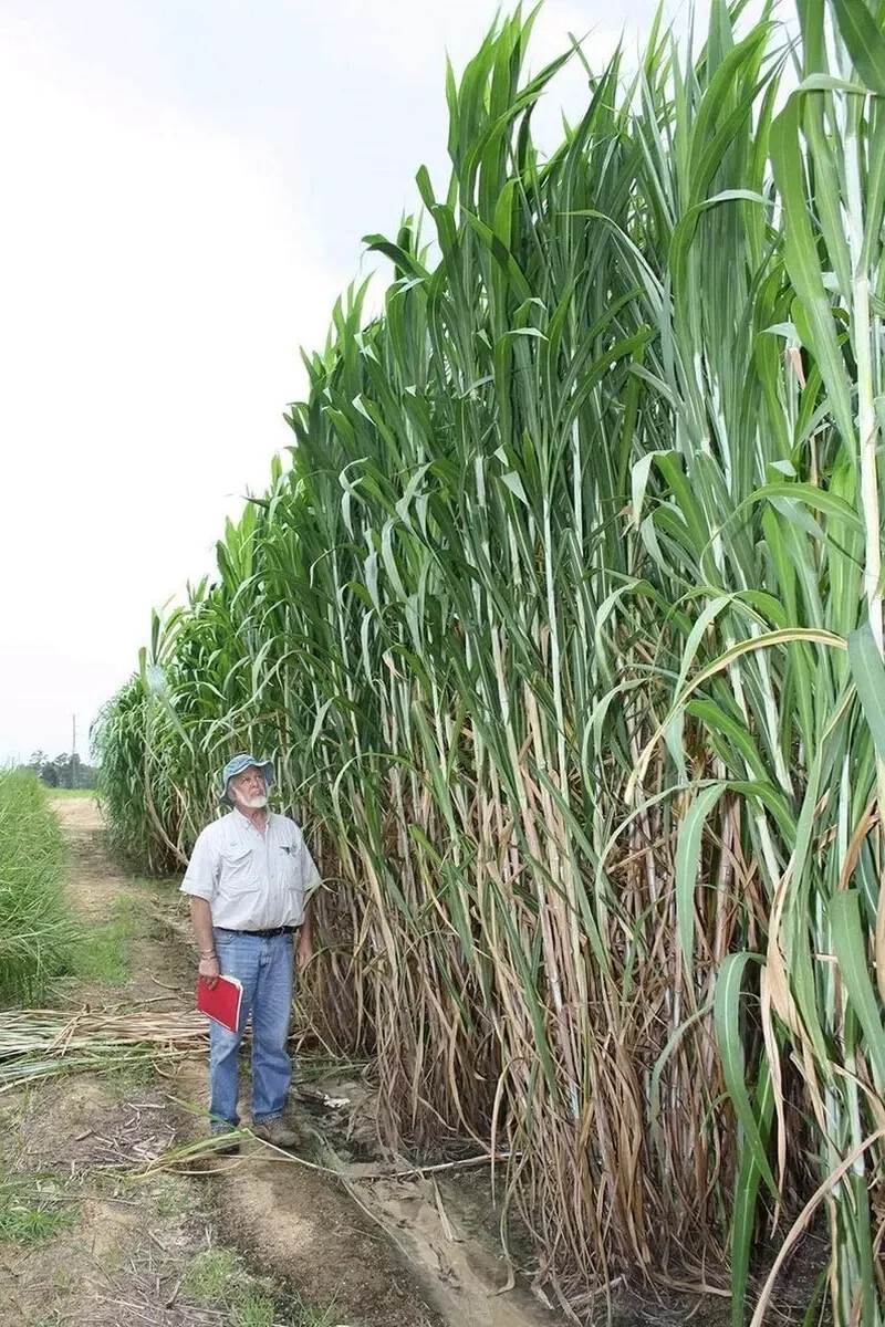 Premium Elephant Grass Seeds, 100 seeds – Tallest Grass in The World!