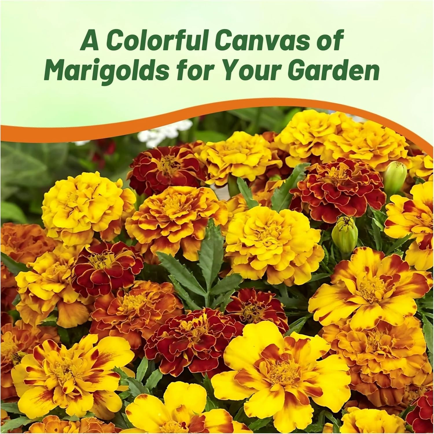 1 LB Marigold Seeds For Planting – Tagetes Patula Flower Seed Mix