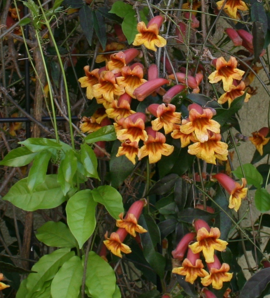 Gold & Crimson Crossvine (Bignonia capreolata) Live Plant Bare Root