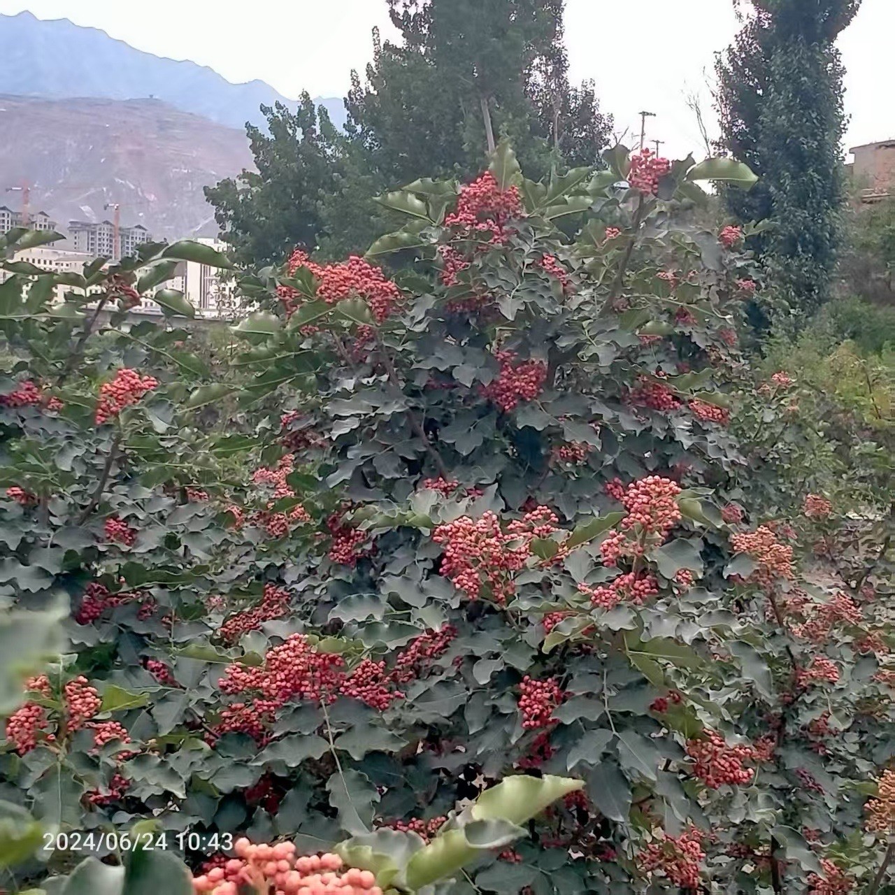 Chinese Pepper tree “Zanthoxylum” 2-3 Years Old With Roots New Leaves 15”-20”H