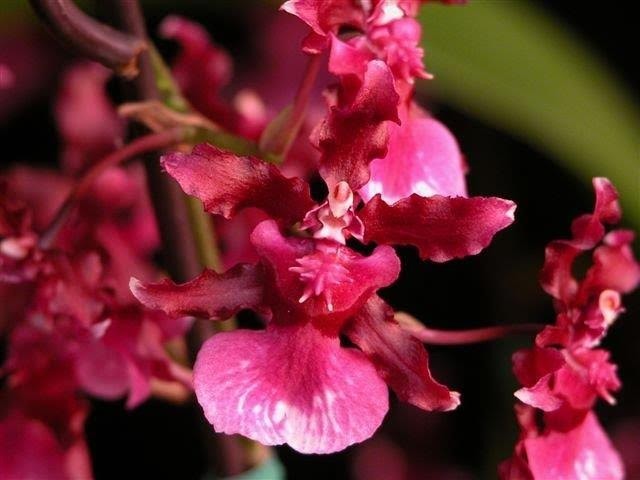 Oncidium Heaven Scent ‘Sweet Baby’, Fragrant, Orchid Plant Shipped in 2.5″ Pot