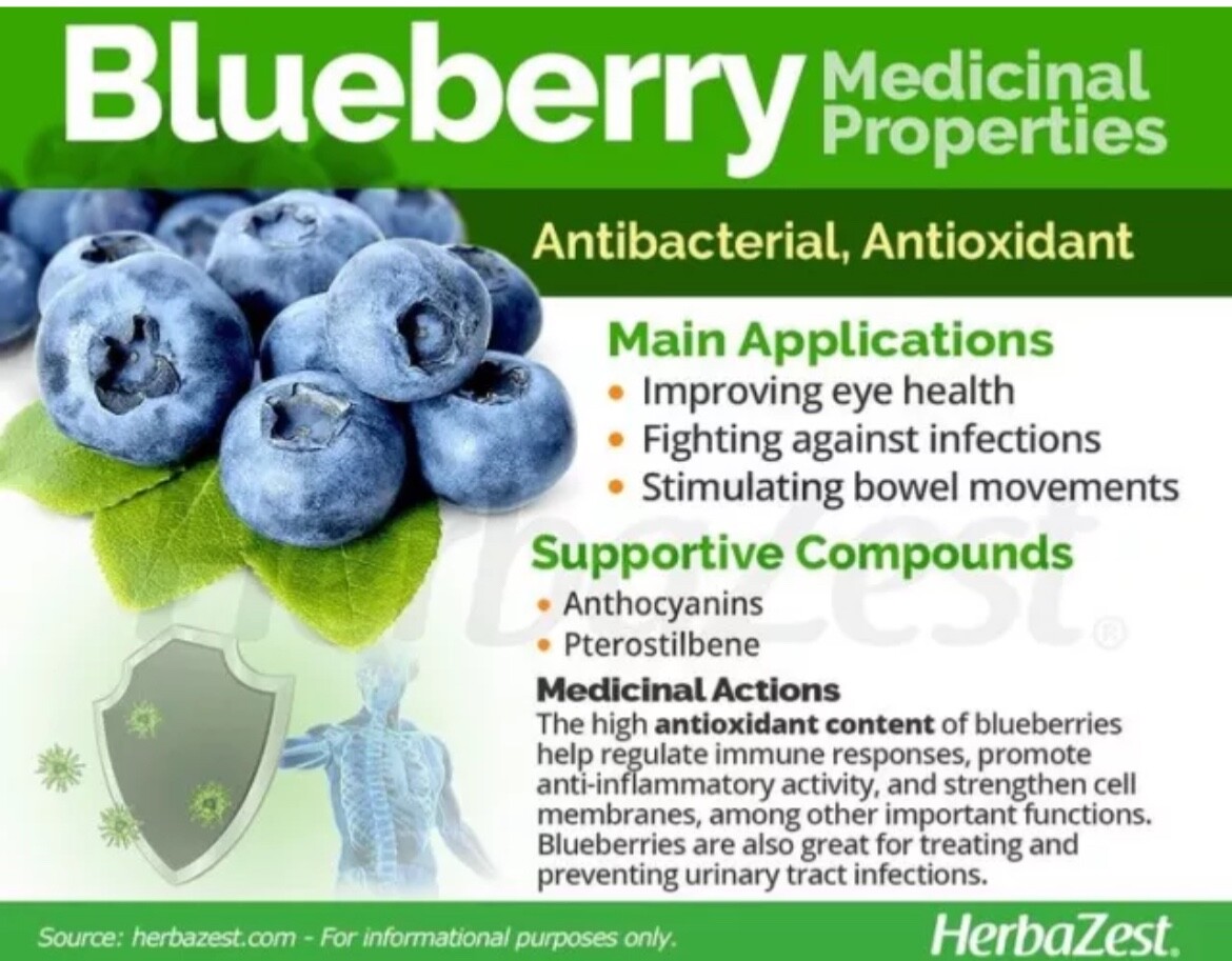 Blueberry Fruit Seeds Homegrown Organic Edible Garden NonGMO TX USA Free Ship