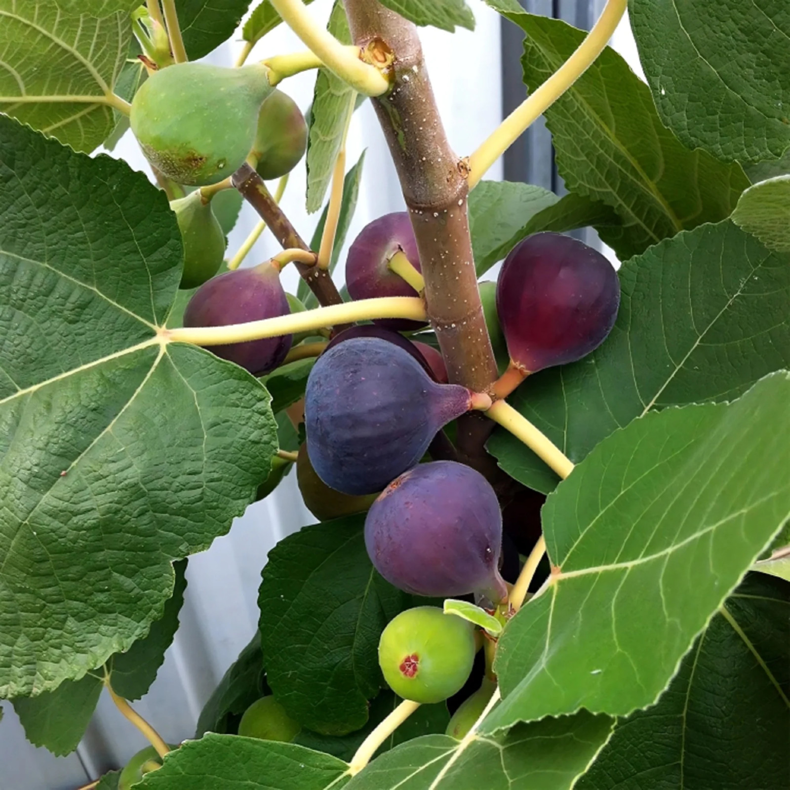 3 Chicago Hardy Fig Starter Plug – Ficus carica