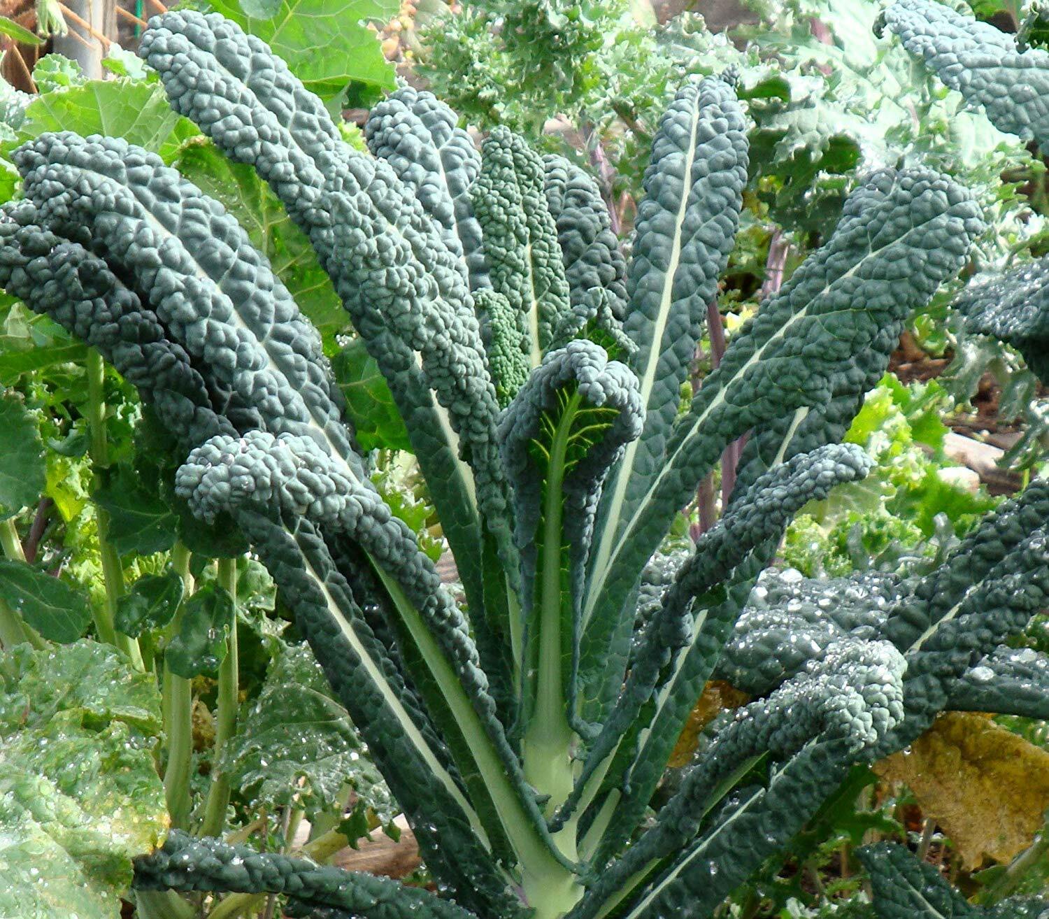 Lacinato Kale Seeds, Italian Dinosaur Kale, NON-GMO, Cruciferous, FREE SHIPPING