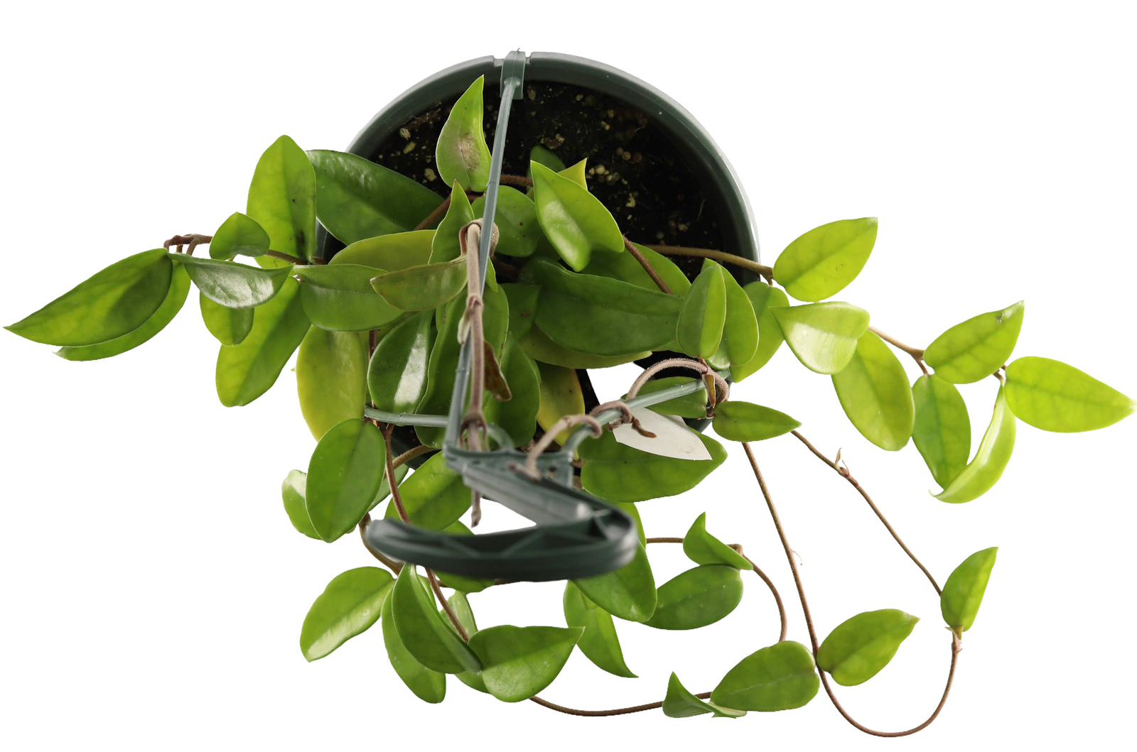 FlowerPotNursery Green Hoya Wax Plant Hoya carnosa Green 6″ Hanging Basket