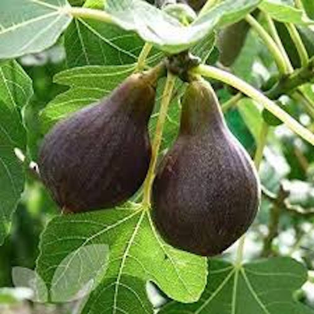 1 Brown Turkey Fig Tree Starter Plug ( ficus carica ‘ Brown Turkey’) Bare Root