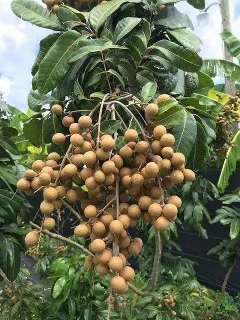 neem TREE- 2 feet – 3GAL -NO SHIP CA