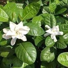 Gardenia Belmont | Gardenia jasminoides | 3 Gallon | Fragrant | Flowering Shrub
